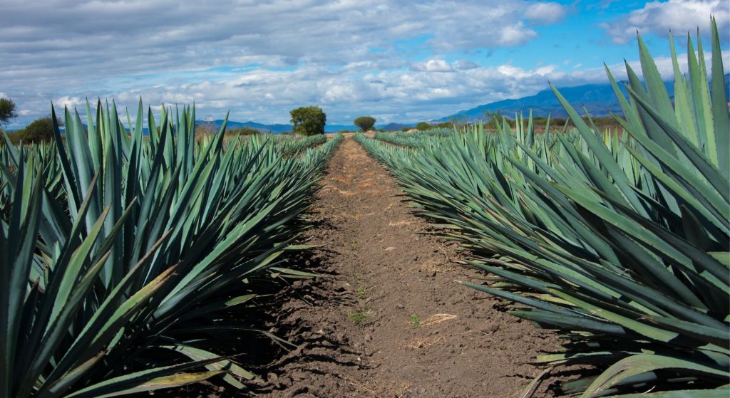 campo de agave azul en Tequila Jalisco