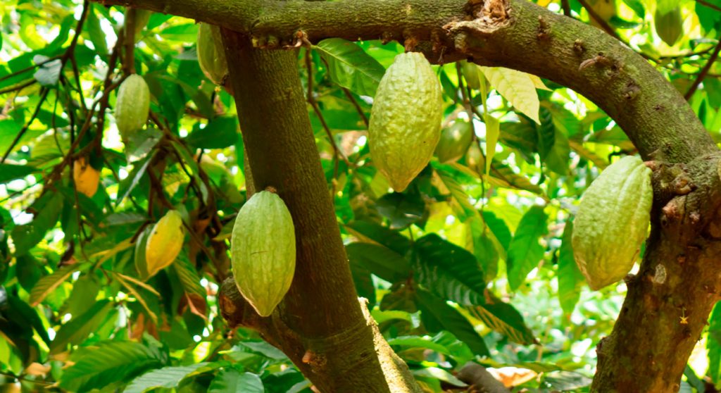 árbol de cacao México