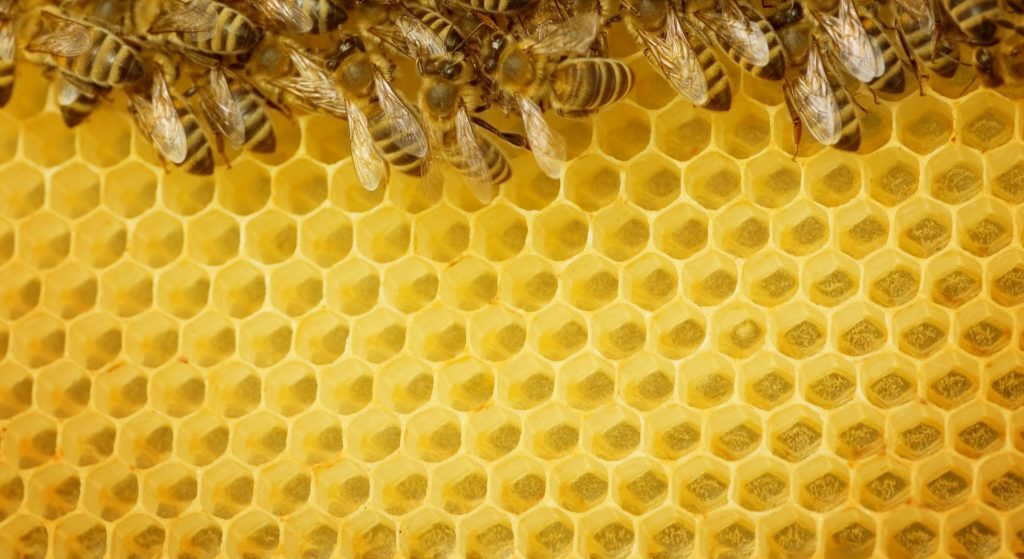 panal de abejas desde dentro
