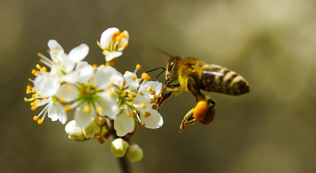 abeja polinizadora en un jardín